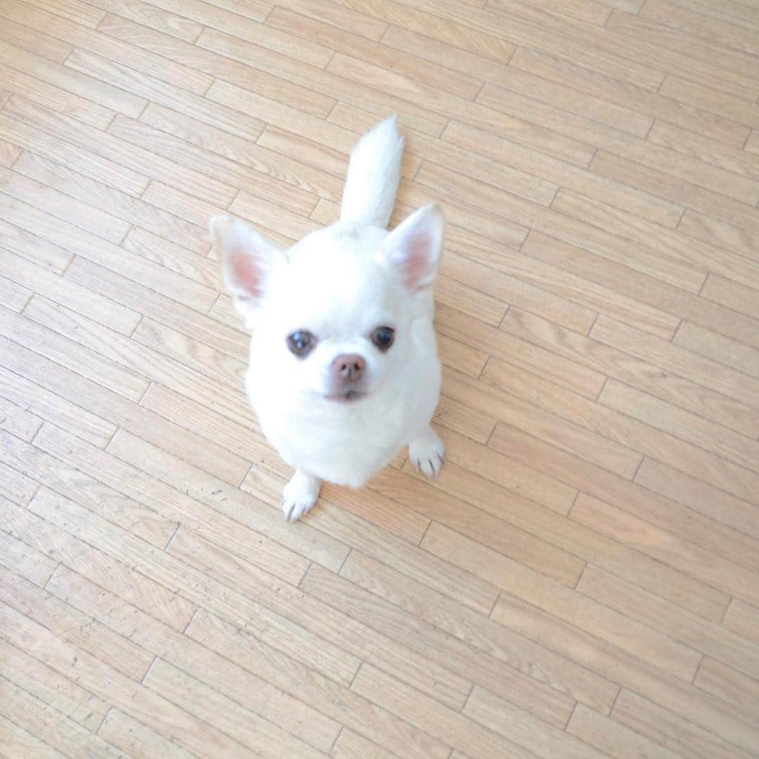 KORIKIさんのインスタグラム写真 - (KORIKIInstagram)「おはようございます♪ * #ちょこん #dogofsapporo #dog, #dogs, #dogstagram,#chihuahua,#犬バカ部,#チワワ,#koriki, #hanadog #白スムチ連合会, #スムチー,  #dogofthedayjp, #dogoftheday  #ilovemydog #instadog #instapet #WhiteChihuahua  #吉娃娃 #치와와  #dogsofinstagram #Chihuahualover  #チワワの輪 #barkbox #WhiteChihuahuaParty #もふもふモフモフ」4月17日 7時37分 - koriki_dog