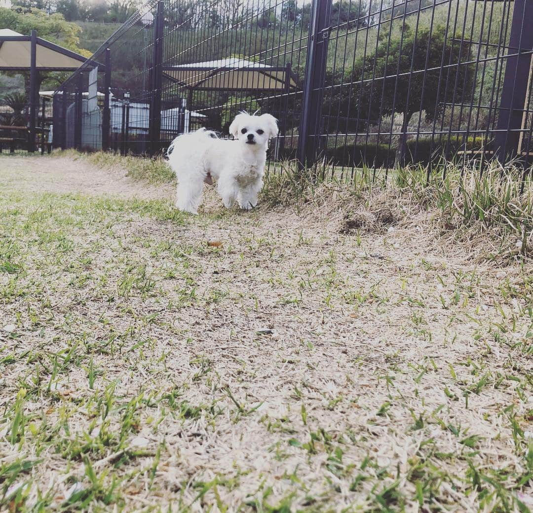 小野真弓さんのインスタグラム写真 - (小野真弓Instagram)「おはようございます🌱 ハルくんお友達探してキョロキョロ🐶 お友達がいないドッグランはつまらないらしいです😶 #チワマル#ハルくん #いぬすたぐらむ #いぬばか部 #ドッグラン#chihuahua #maltese #mixdog#dogstagram #dogpark ハナ姉ちゃんにはフラレました😂」4月17日 7時51分 - hanaharuaroi