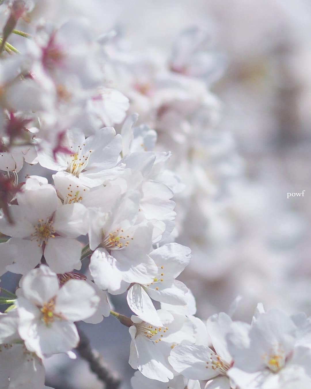 anemone_69のインスタグラム：「. ⋆*❀*⋆ฺ｡*❀⋆*❀*⋆ฺ｡* . . #ソメイヨシノ #染井吉野 #sakura #サクラ #桜 #cherryblossom . .」