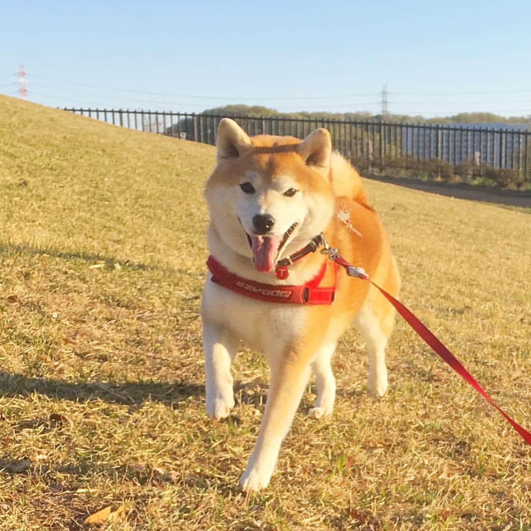 てんパパさんのインスタグラム写真 - (てんパパInstagram)「今朝もてんは元気にたくさん遊んだ。 #丘の上のてん #朝んぽ #やる気あります #世界遺産と天然記念物」4月17日 7時59分 - tenchan.shiba