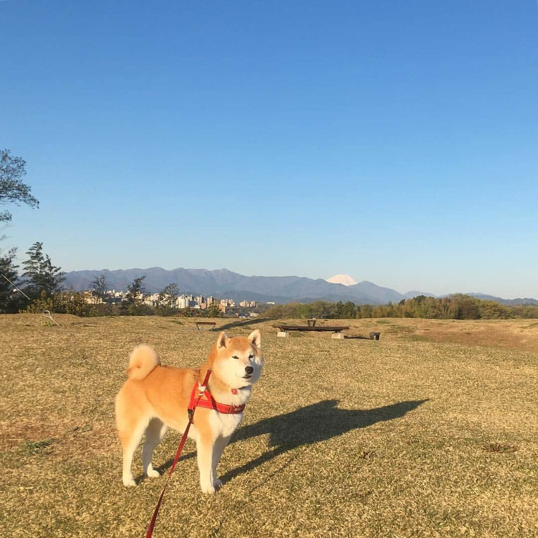 てんパパさんのインスタグラム写真 - (てんパパInstagram)「今朝もてんは元気にたくさん遊んだ。 #丘の上のてん #朝んぽ #やる気あります #世界遺産と天然記念物」4月17日 7時59分 - tenchan.shiba