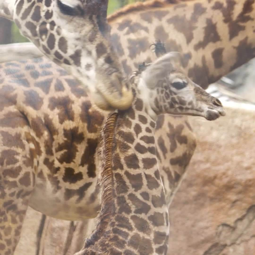 San Diego Zooのインスタグラム