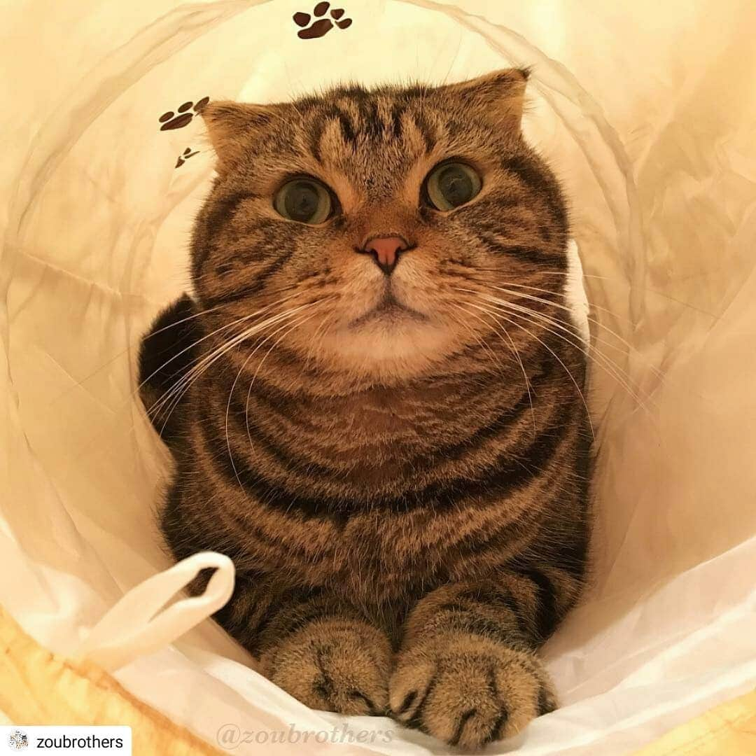 猫壱（ねこいち•ネコイチ）さんのインスタグラム写真 - (猫壱（ねこいち•ネコイチ）Instagram)「【Instagramに投稿して猫壱商品を貰っちゃおう✨】 いたずらっ子なお顔をしてるね😁 ▫ ▫ #今からいーっぱい #遊ぶのかな✨ ▫ ▫ :::::::::#猫壱 ::::::: #猫壱キャンペーン 4月は#キャッチミーイフユーキャン と#キャットトンネルスパイラル が対象です👍 対象商品をお持ちの皆様、ぜひご応募くださいね❤ ▫ ▫ Instagramに登場した商品はプロフィールのリンクよりご覧いただけます🎶 気になる方は @necoichicojp からチェックしてくださいね❤ ▫ ▫ #Repost @zoubrothers thank-you💕💕💕💕」4月17日 8時09分 - necoichicojp