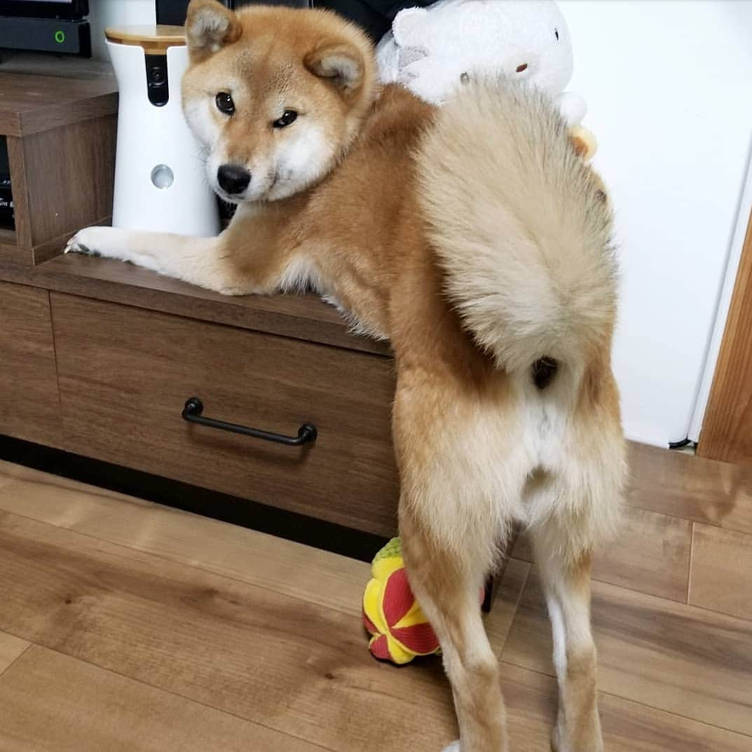 柴犬たま Shibainu Tamaのインスタグラム