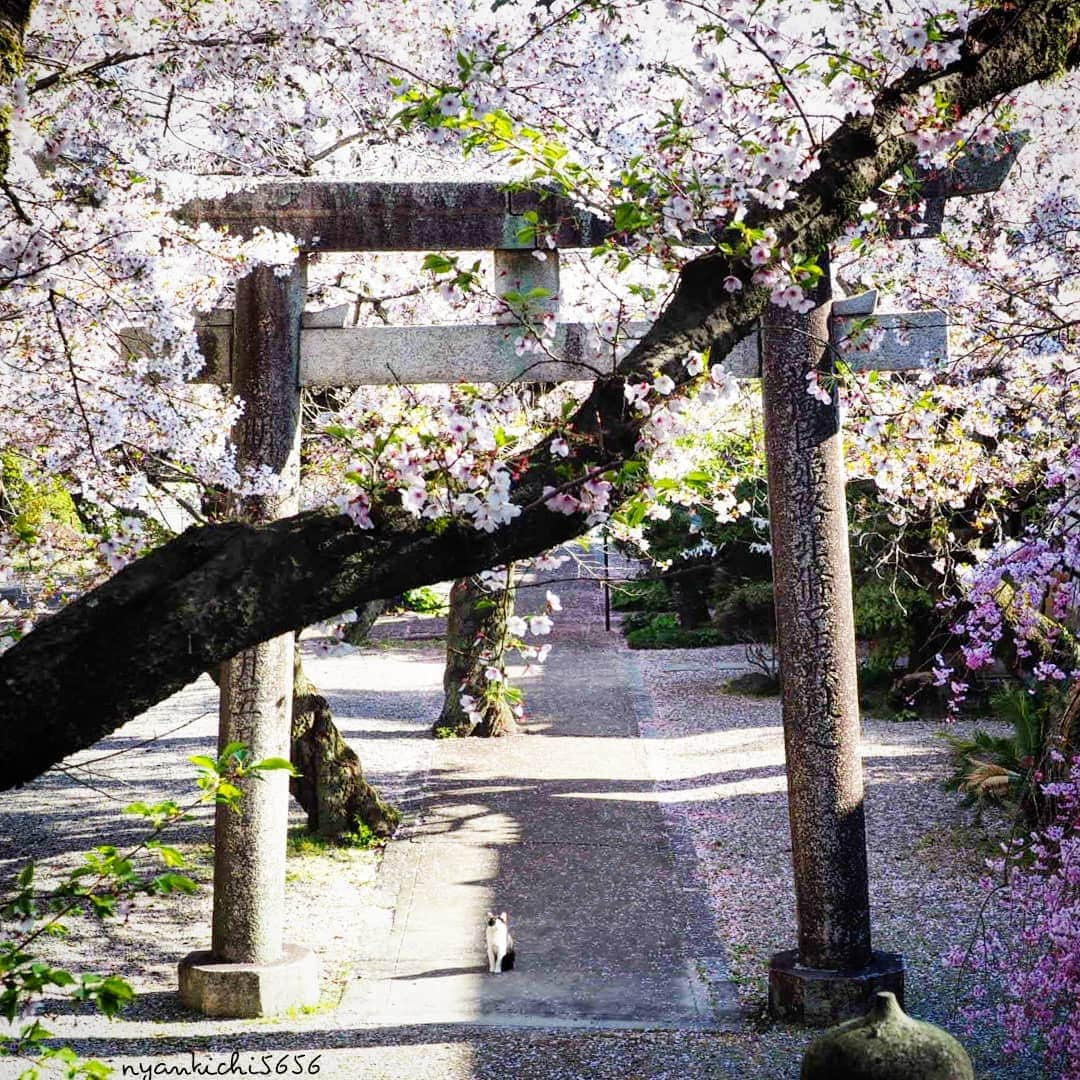 路地裏のにゃん吉さんのインスタグラム写真 - (路地裏のにゃん吉Instagram)「I LOVE JAPAN  神社ってとても猫が似合う、近頃神社の経営難から保存が難しくなってるって聞く。 撮りながら文化は守り続けなきゃなぁって思った。  調べたら鳥居は神域に降りた神様と人が住んでいる世界を分けるための境界線だって じっと動かずにいたのは神様を御迎えしてたんかな。 🐹 ⛩️おみゃら鳥居通る時に一礼忘れんにゃ 🐹ボクらは神の使いなのでフリーパスにゃ✨ ⛩️鳥居Torii Shrine is where the Japanese god in SHINTOISM in worshipped and an entrance gate (Torii) at a shine because a shrine is considered a divine area where the deity or spirits would descend, so Torii separates the regular world and this sanctuary.  #神社フォトコンわたしと神社 #ふるさと神社めぐり #igersjp#ねこ#猫#ig_japan#ねこ部#ふわもこ部#icu_japan#にゃんすたぐらむ#みんねこ #cats#ファインダー越しの私の世界 #catsofinstagram#catstocker#instagramjapan##catloversclub#ペコねこ部#ピクネコ #東京カメラ部#icu_japan#team_jp_西 #고양이#nekoclub #catstagram#japan_photo_now #bestcatclub #loves_nippon#balousfriends#cherryblossom」4月17日 8時21分 - nyankichi5656