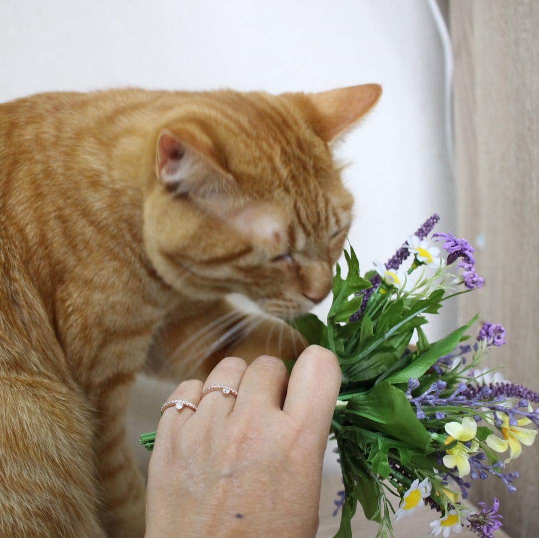 コテツさんのインスタグラム写真 - (コテツInstagram)「2019/4/17 リングよりお花が気になるモツ スウェーデンブランド @marcmirren マークミレンの ジュエリー シンプルで素敵 ３つのアイテム同時に購入すると、その内の一番安い指輪が無料になります 公式サイトで使える クーポンコード: kote15で 15%off（期限なし） http://www.marcmirren.com/ . すべてのジュエリーはスターリングシルバーで作られており、表面はイエロゴールド、ホワイトゴールドまたはローズゴールドでメッキされています . #marcmirren  #マークミレン」4月17日 8時22分 - kotetuchan