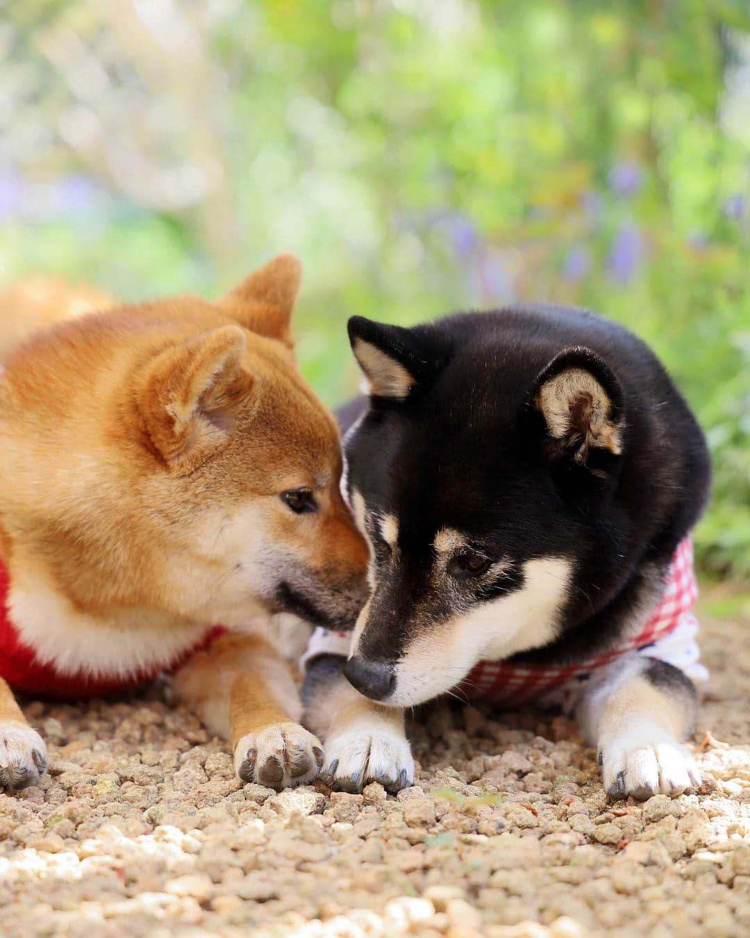 黒柴みくさんのインスタグラム写真 - (黒柴みくInstagram)「🍀🍀 ✧︎ りな🦊 ❶みくねぇ🐻の匂いクンクン♫ ❷安心するかほり〜💕 ✧︎ ✧︎ #仲良し犬 #糸目 #ぴとっ #snuggles ✧︎ ✧︎ 📷 #EOSRP ＋RF24-105mm F4 L IS USM⠀ ✧︎ ✧︎ #黒柴みく 🐾6歳 #柴犬りな 🐾8ヶ月 2019.4.17㊌」4月17日 8時37分 - 9648miku