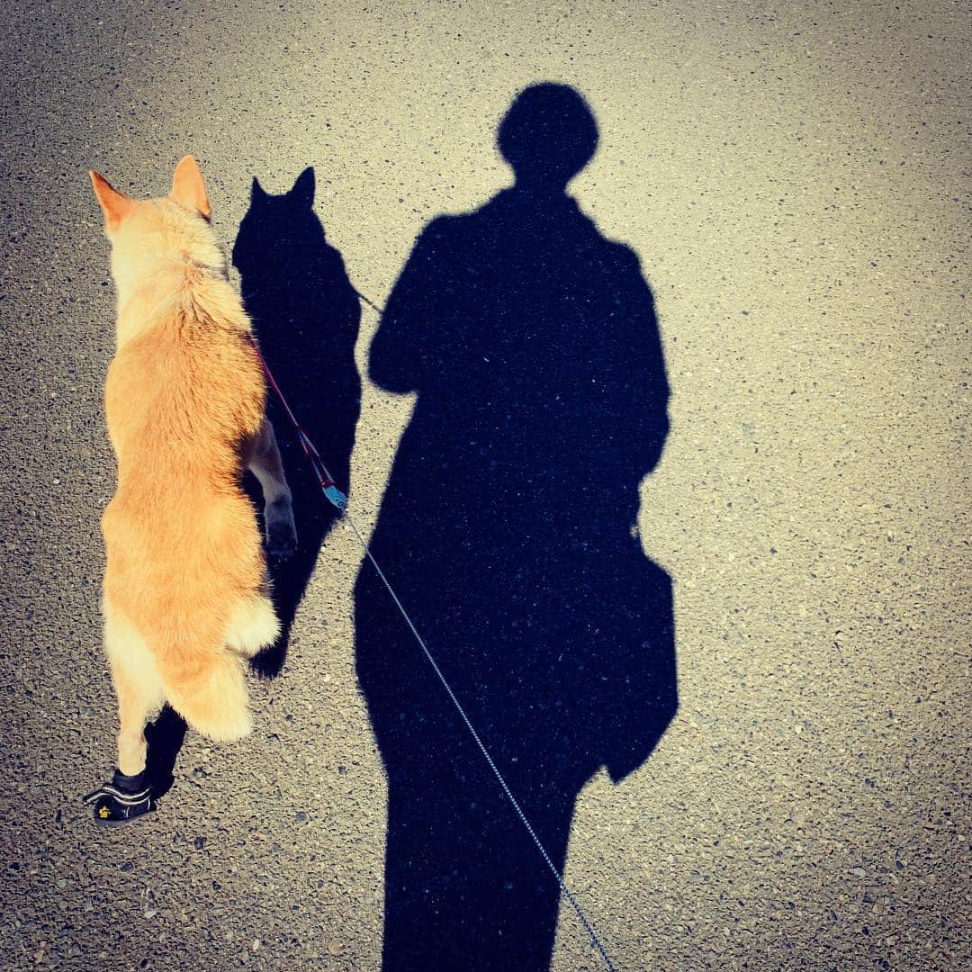 のインスタグラム：「狂犬病の予防注射を受けに行ったら、  愛犬カルの体重が１キロ増えていました、、、。 体調が悪くなった日から、、、 結局、ドッグフード的な物は何も食べなくなり、、、 家族が食べるものを味を薄くしてあげたり、、、 色々模索して、、、 身体に合わなかったら下痢をするし、、、 時には、 う○ちまみれになったカルをお風呂に入れたり、、、 色々色々、、、家族で模索して来ましたが、、、 2ヶ月で1キロ取り戻しました、、、。 かかりつけの病院の先生から、 「今の環境がすごく合っているんですね」と言われ、、、 なんだか嬉しかったです、、、。 写真は、、、 散歩中のカル、、、。 火曜日と木曜日は、、、 私が散歩当番となっています。 (家族で一週間の当番が決まっています)  季候が良くなった事もあり、、、 カルはスタスタ歩くようになりました、、、。 どうか長生きしてください、、、。 2018年4月16日撮影  #西川進　#ギタリスト　#モッズスタイル　#大事に思う気持ち　#季節を感じていきたい  #愛犬 #カル　#散歩」