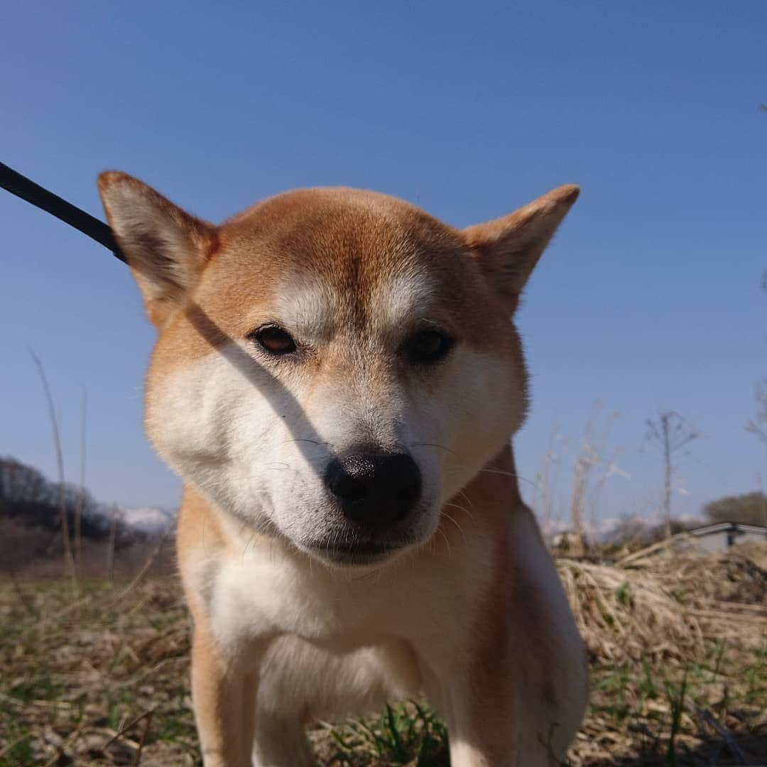 柴犬⭐️サスケさんのインスタグラム写真 - (柴犬⭐️サスケInstagram)「おはわん #朝ん歩 #💩#おねだり」4月17日 8時56分 - shiba20150405