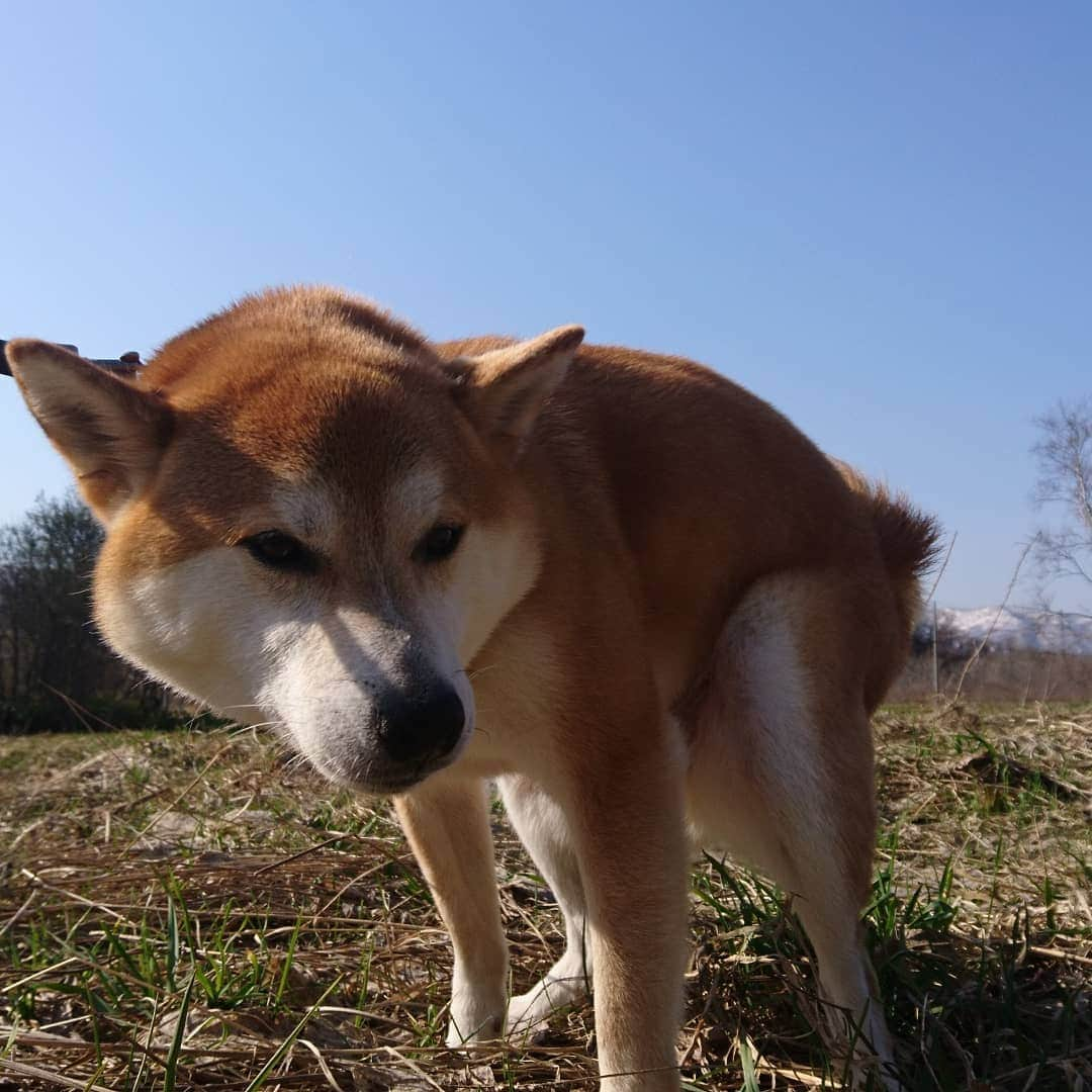 柴犬⭐️サスケさんのインスタグラム写真 - (柴犬⭐️サスケInstagram)「おはわん #朝ん歩 #💩#おねだり」4月17日 8時56分 - shiba20150405