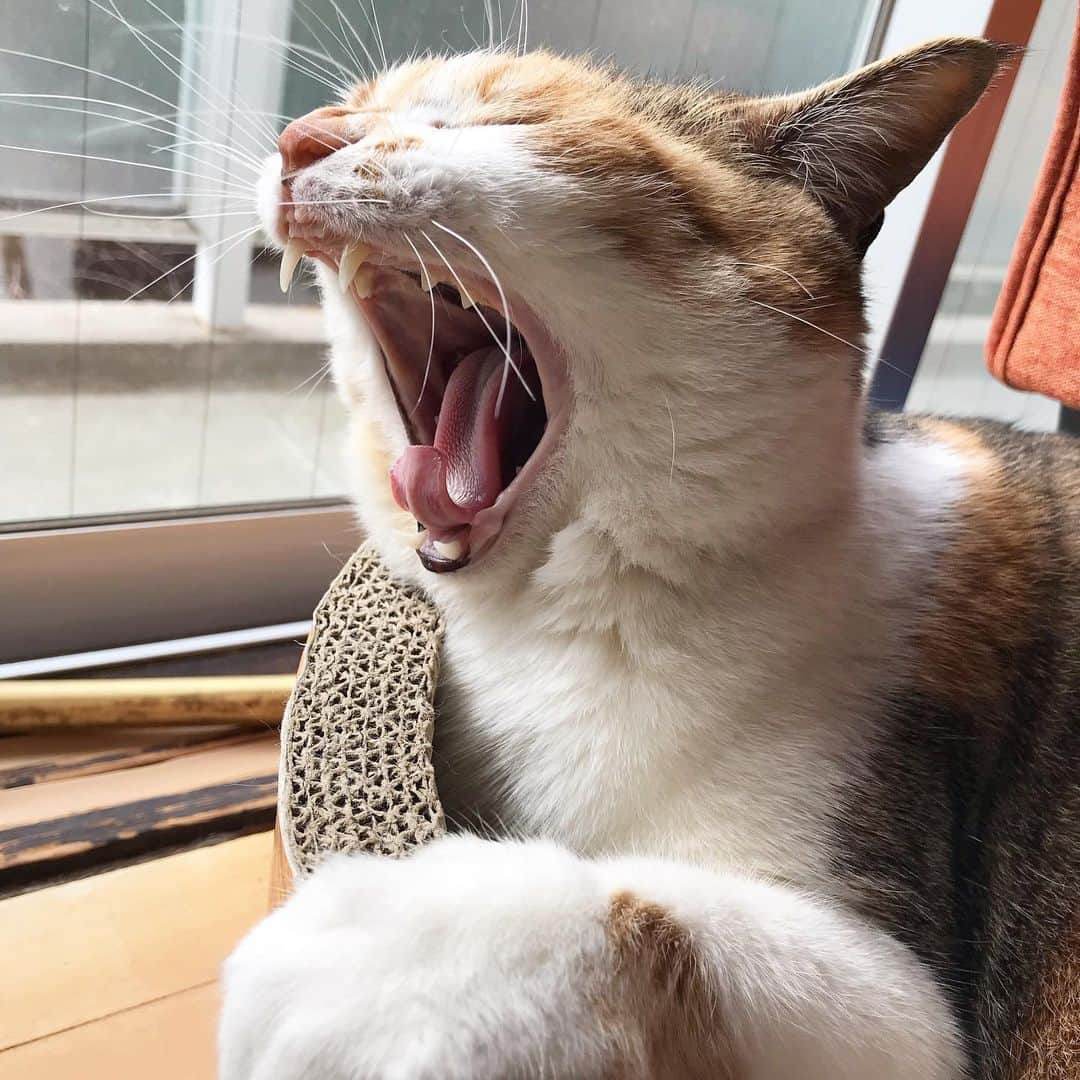 山田稔明さんのインスタグラム写真 - (山田稔明Instagram)「おはようございます #ポチ実 #三毛猫 #チミあくび」4月17日 8時54分 - toshiakiyamada