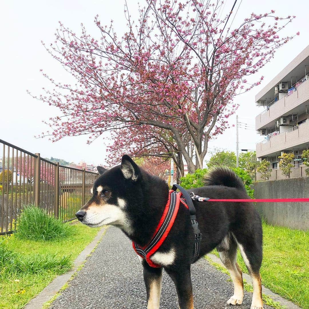 小川博永さんのインスタグラム写真 - (小川博永Instagram)「八重桜も色付いてきた。  #今朝まる #ししまる #dog #dogs #柴犬 #黒柴」4月17日 8時56分 - ogawahironaga