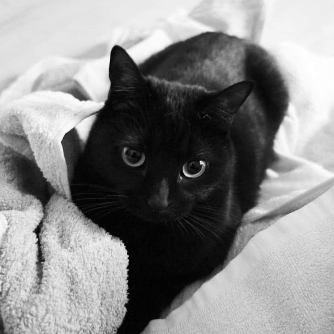 ピーちゃん＆ニャーさんのインスタグラム：「ピーちゃん😺 もう春だし、今日こそはコタツを片付けようと思ったのに、朝から猫たちがコタツに立てこもってしまい、なかなか片付けられない😅」