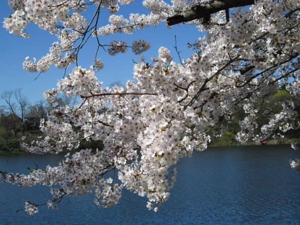 LifeTorontoさんのインスタグラム写真 - (LifeTorontoInstagram)「今年も（今のところ）トロントの桜の蕾は順調に成長しているようで、この調子だと桜の開花が見られるのももうまもなく！⁣ そこで、トロントで桜が見られるスポット４ヶ所を、あらためておさらいしておきましょう♪⁣@lifetoronto.jp のプロフィールに記載👆🏼URLのリンク先からチェックするとこの記事のページへ飛びます。⁣⠀⁣ ⁣ ⁣.⁣⁣ .⁣⠀⁣ .⁣⠀⁣ #桜 #海外 #カナダ #トロント #トロントライフ #トロント生活 #トロント在住 #カナダ生活 #カナダ在住 #カナダライフ #海外生活 #海外暮らし #海外移住 #海外育児 #海外子育て #英語 #留学 #海外留学 #トロント留学 #カナダ留学 #ワーホリ#ワーキングホリデー #カナダワーホリ #トロントワーホリ #ワーホリ生活 #海外出張 #海外就職 #駐在生活 #駐在 ⁣#カナダ好きな人と繋がりたい ⁣」4月17日 9時00分 - lifetoronto.jp