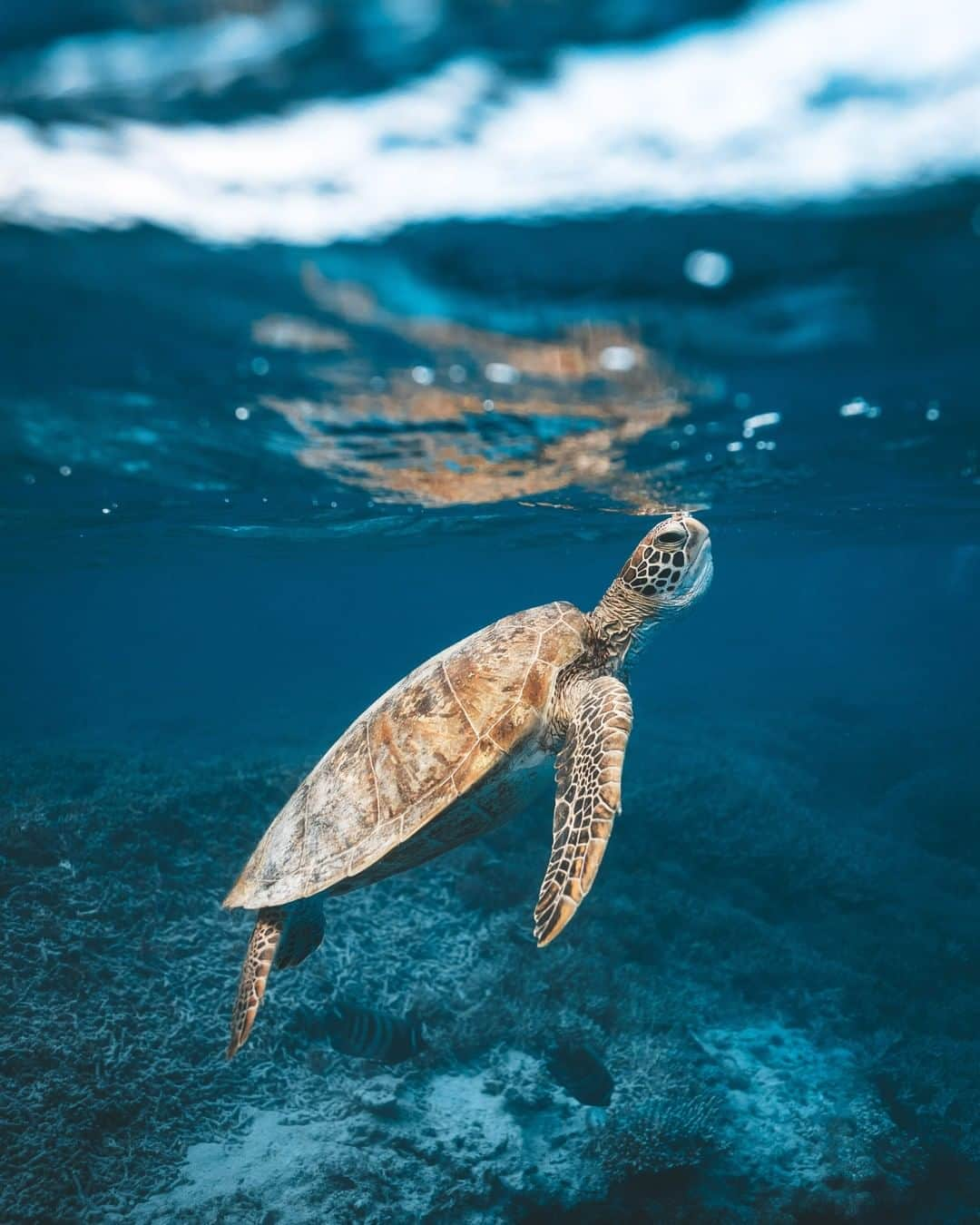 Nikon Australiaさんのインスタグラム写真 - (Nikon AustraliaInstagram)「"I have probably spent more than 1000 hours in the ocean, with only a handful of opportunities to capture a shot like this. A myriad of elements have to line up; such things as weather conditions, marine life presence, light direction and water clarity all have to be perfect. Not to mention actually being in the ocean with the camera set up when such an occurrence happens." - @jamesvodicka Camera: Nikon D750 Lens: AF-S NIKKOR 16-35mm f/4G ED VR Settings: f/4, ISO 400 |1/320sec  #MyNikonLife #Nikon #NikonAustralia #NikonTop #NikonPhotography #NikonPhotographers #NIKKOR #Photography #NikonPhotographer #VisitAustralia  #DSLR #WaterPhotography #AquaPhotography」4月17日 9時03分 - nikonaustralia