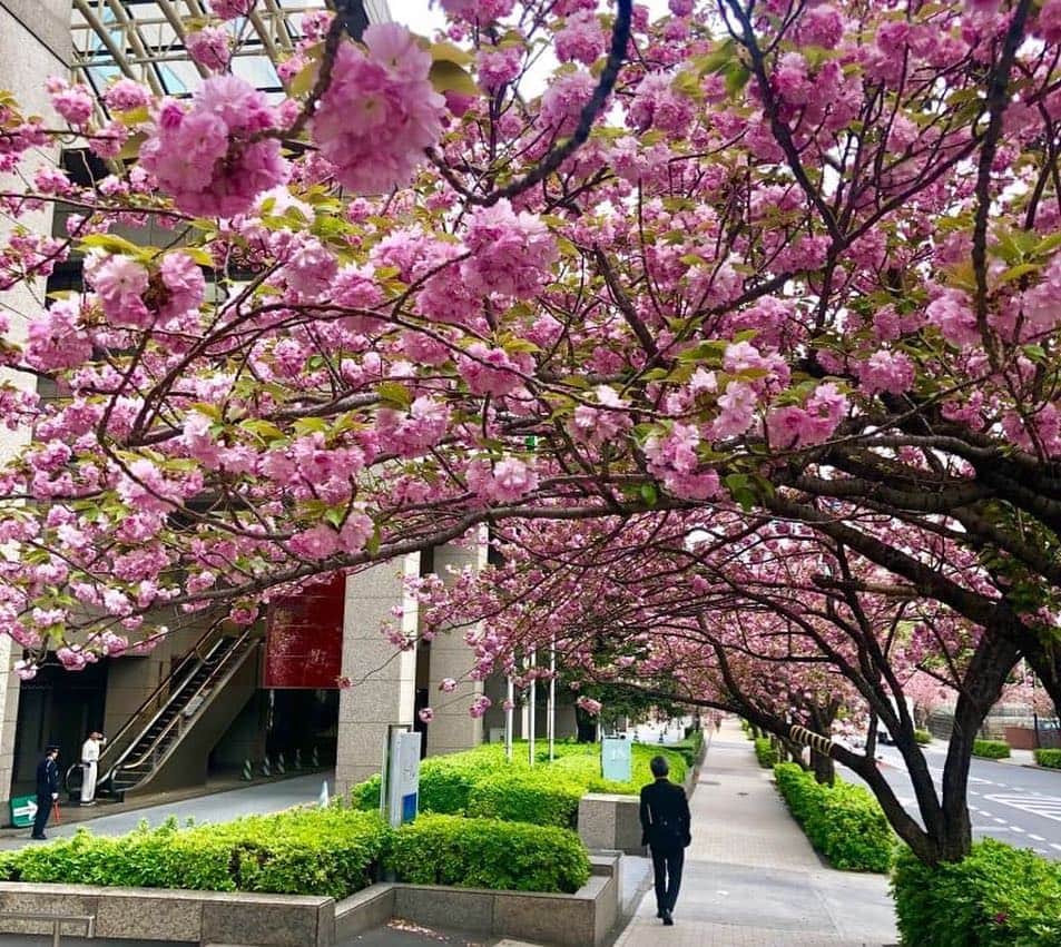 ホテル ニューオータニさんのインスタグラム写真 - (ホテル ニューオータニInstagram)「A row of Yae-sakura(double-flowered cherry blossom) on the Kioicho street is now in full bloom! Take a stroll along Hotel New Otani Tokyo Garden Tower and Garden Court to enjoy the pink tunnel. ホテルニューオータニのガーデンタワー・ガーデンコートが面する紀尾井町通りでは、八重桜が見頃を迎えています。ホテルに沿うように並んだ満開の八重桜は圧巻です。  #八重桜 #満開 #桜並木 #紀尾井町 #お花見 #見頃 #お散歩 #ガーデンタワー #ガーデンコート #ホテルニューオータニ #cherryblossoms #fullbloom #sakura #cherryblossomseason  #japantrip #japantravel @hotelnewotanitokyo #newotanitokyo」4月17日 9時03分 - hotelnewotanitokyo