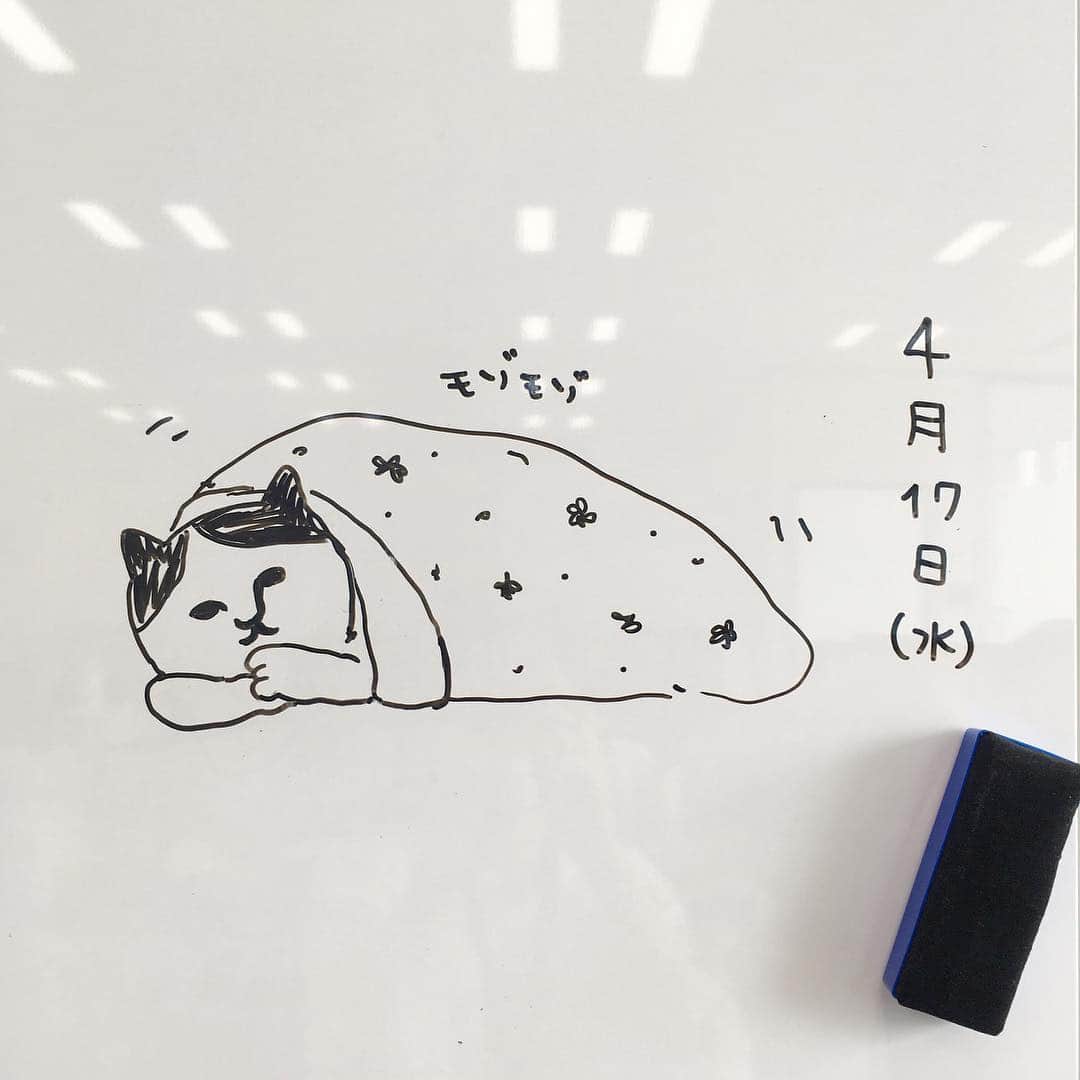 ねこさんのインスタグラム写真 - (ねこInstagram)「今日のねこ。布団から出ないねこ😪😪 #neko_magazine #ねこ #猫 #ネコ #catstagram #cat #ねこマガジン #NEKONOBA」4月17日 9時18分 - neko_magazine