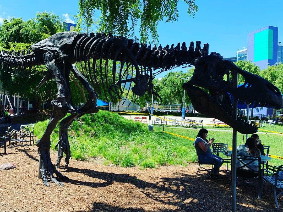 原田曜平さんのインスタグラム写真 - (原田曜平Instagram)「グーグル本社にある恐竜の化石 お前ら、化石になるなよ というメッセージらしい 素晴らしい😆」4月17日 9時22分 - yohei.harada_official