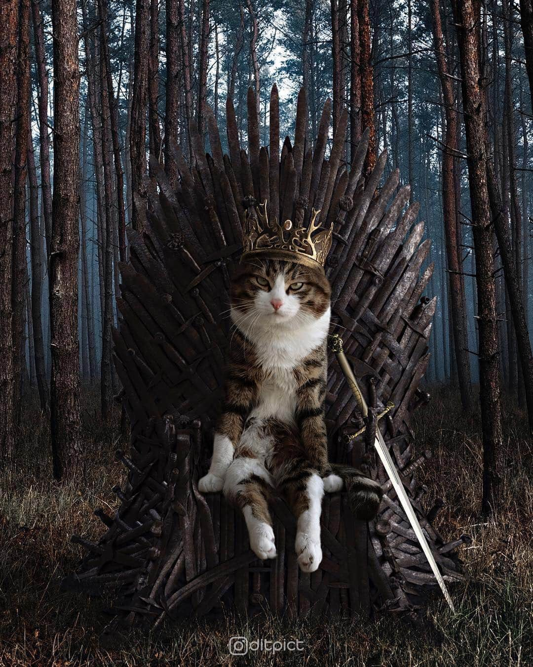 Cats of Instagramさんのインスタグラム写真 - (Cats of InstagramInstagram)「From @ditpict & @rexiecat: “The King who deserves the Iron Throne !” #catsofinstagram」4月17日 9時28分 - cats_of_instagram