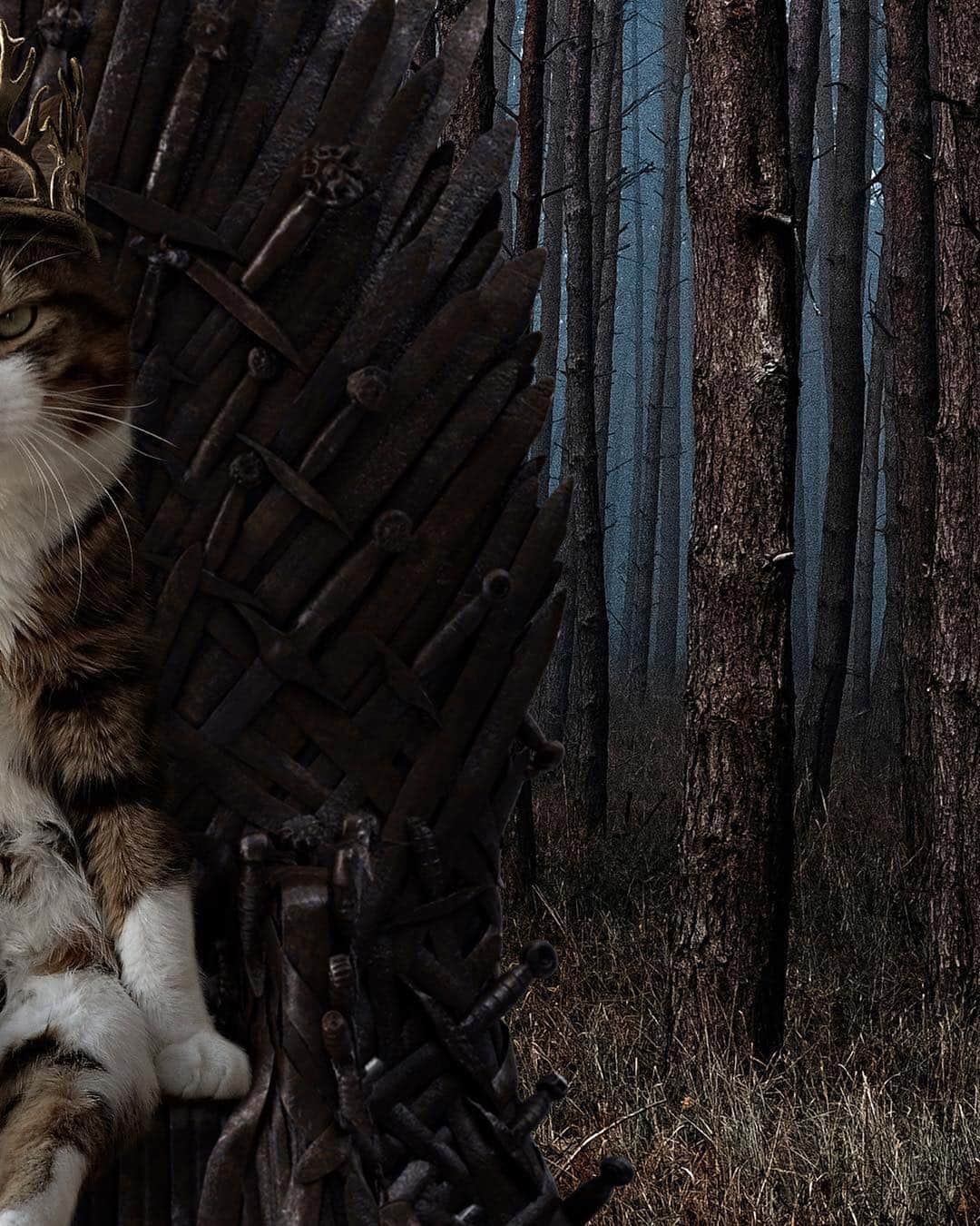 Cats of Instagramさんのインスタグラム写真 - (Cats of InstagramInstagram)「From @ditpict & @rexiecat: “The King who deserves the Iron Throne !” #catsofinstagram」4月17日 9時28分 - cats_of_instagram