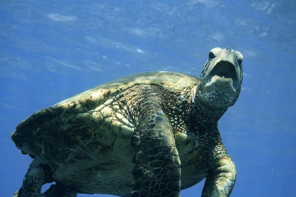 And Youさんのインスタグラム写真 - (And YouInstagram)「Caption this! 😜. . . Happy #turtletuesday 🐢. . . . #captionthis #seaturtle #wildlifephotography #ocean #oahu」4月17日 9時28分 - dolphinsandyou