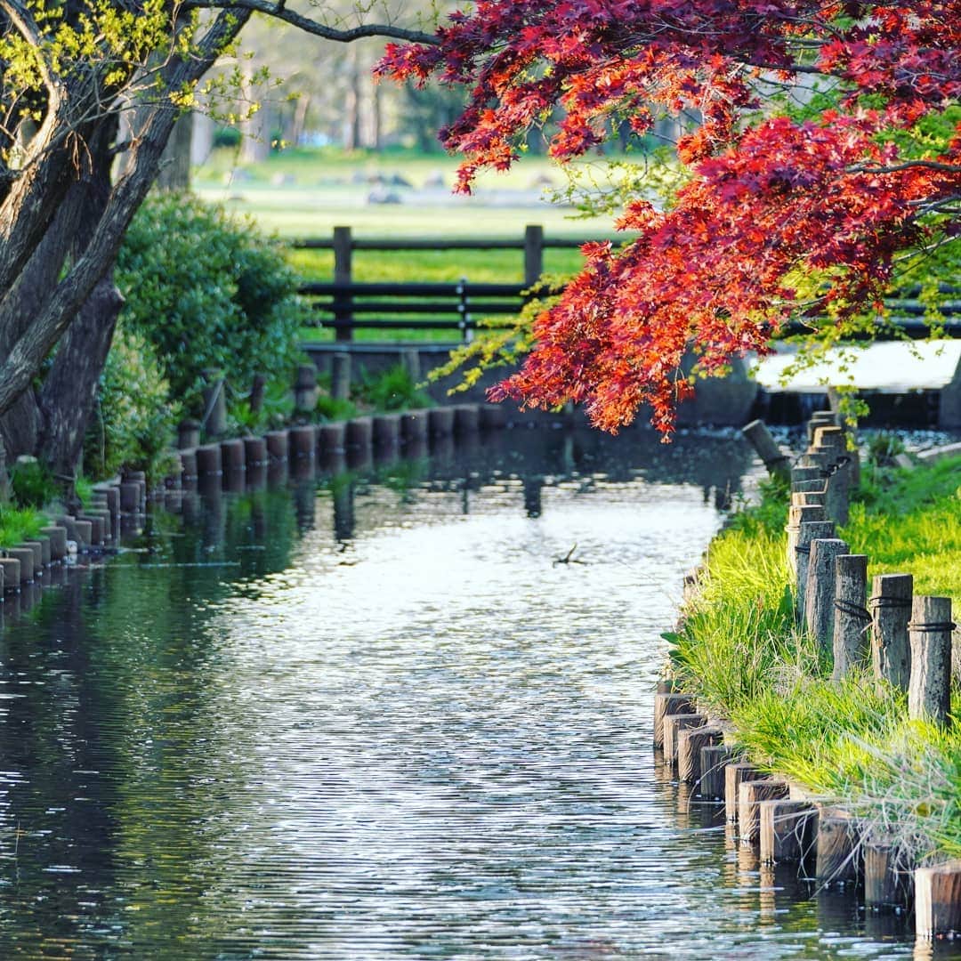 マサイのインスタグラム：「#水元公園」