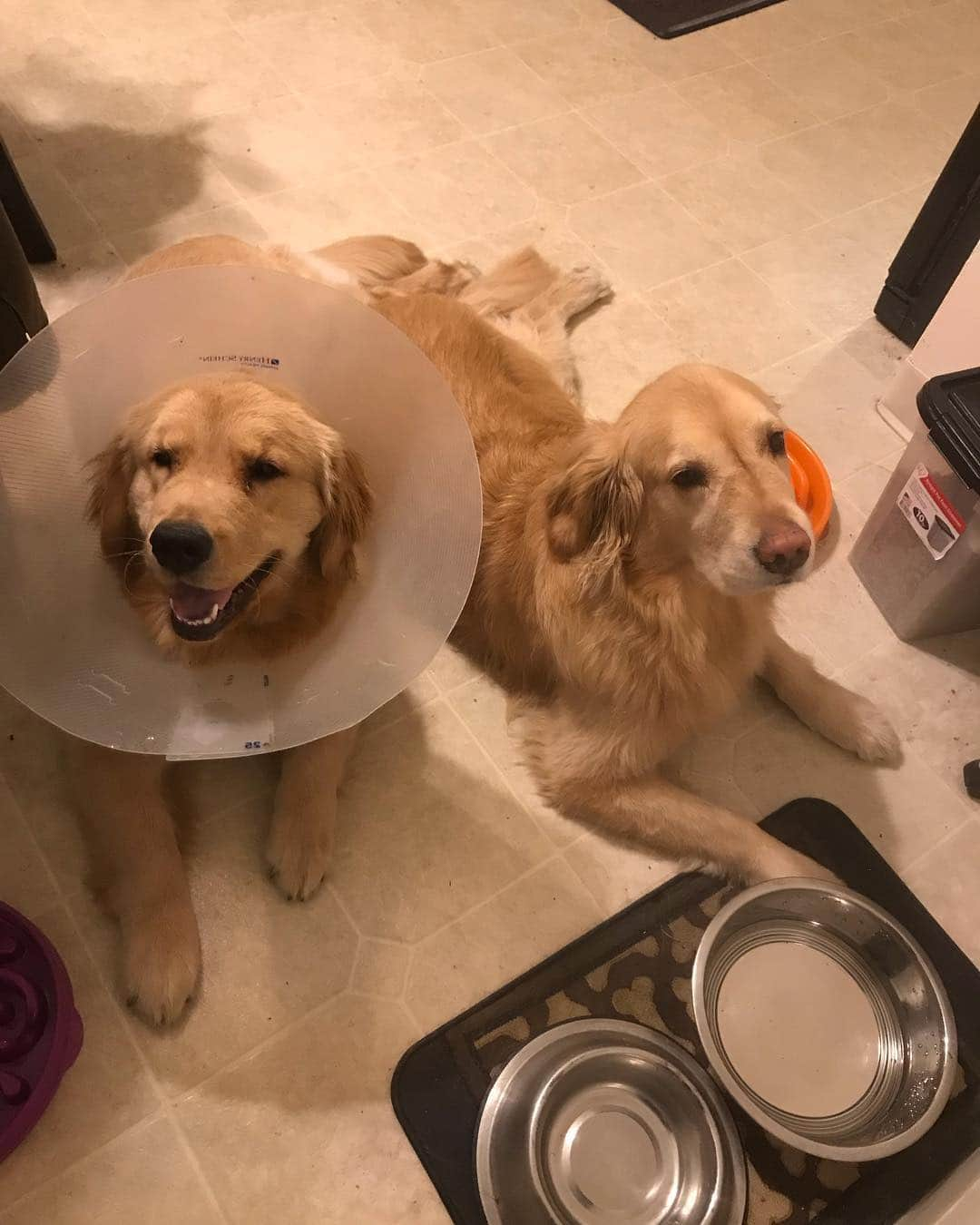 モヒートさんのインスタグラム写真 - (モヒートInstagram)「Mom says dinner time isn’t for another hour. We don’t believe her. ------------------------------- #goldensofig #goldenretriever  #goldenretrieversofinstagram #betterwithpets #dogsofig  #dogsofinstagram #fluffypack #gloriousgoldens #welovegoldens #ilovemydog #goldenlife #bestwoof #ProPlanDog #ilovegolden_retrievers #mydogiscutest #retrieversgram #dogsofcle」4月17日 9時43分 - mojito_rose_family