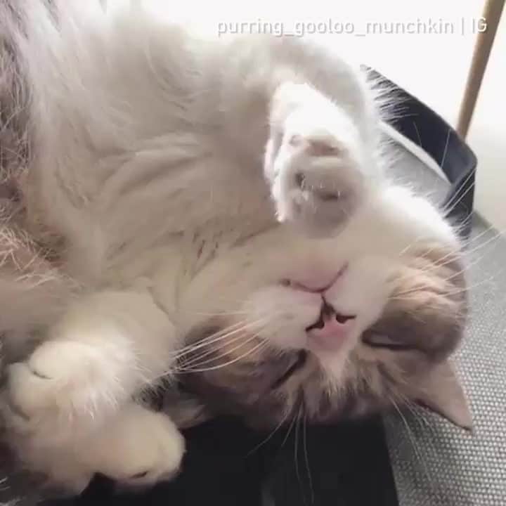 のインスタグラム：「What are you dreaming about 🤔⠀ ⠀ 📹@purring_gooloo_munchkin⠀ ⠀ #meowed #munchkin #🇨🇳 #咕噜 #Gooloo #sleepycat #dreaming」
