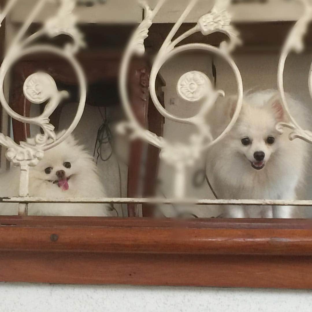 のインスタグラム：「We cheer mommy on when she goes downstairs to get our boiled chicken 😂🐶❤️ #hurry #chopchopoldlady #petstagram #dogoftheday #buzzfeedanimals #weeklyfluff #dogsofinstagram #dogstagram #instagood #instamood  #buzzfeedanimals #fluffy」