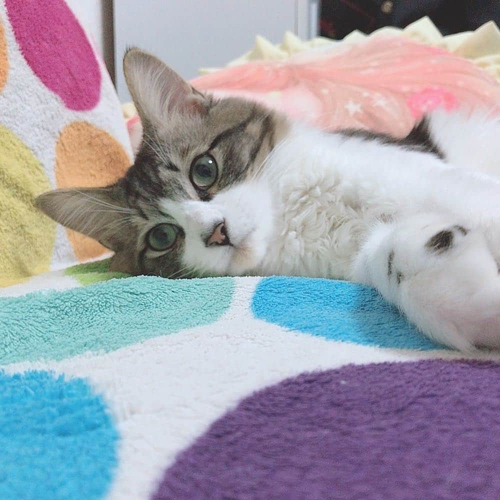飯窪春菜のインスタグラム：「愛おしい🐈 #テト ♂ #みーこ♀ #ラストのみーこのドアップ🤤 #猫のいる暮らし  #ねこすたぐらむ」