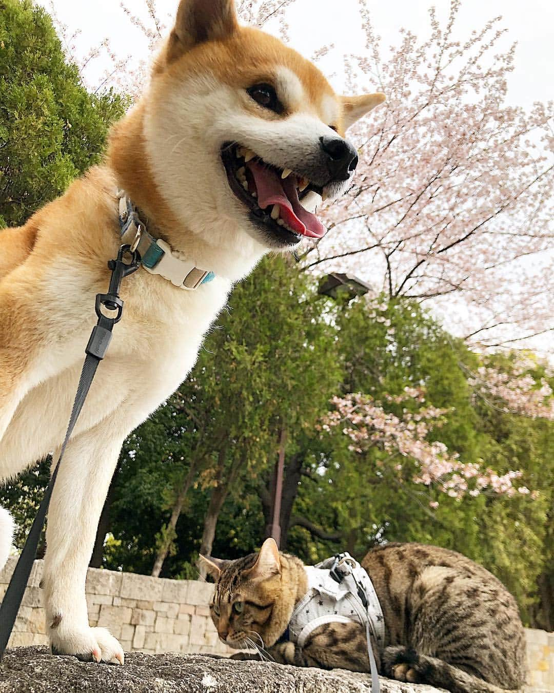 ゆうとろ（柴犬ゆうと猫のとろ）さんのインスタグラム写真 - (ゆうとろ（柴犬ゆうと猫のとろ）Instagram)「. #goodmorning（JPN 10:15） Yu🐶Toro🐱 . #おはようございます #今日も暖かい #毎日散歩日和 #今日も笑顔で過ごせますように」4月17日 10時14分 - yuandtoro