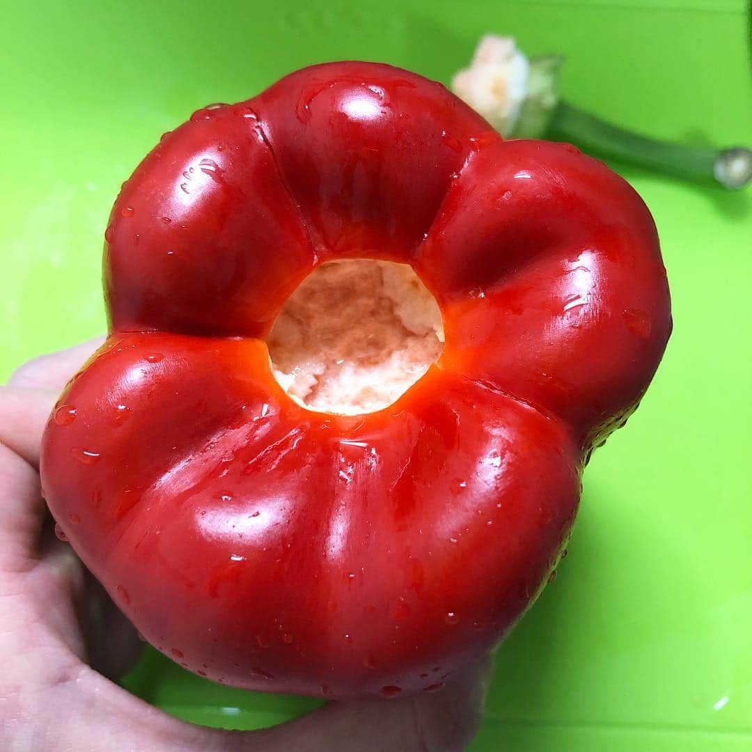 馬渕史香のインスタグラム：「なんかかわいい #パプリカ #赤パプリカ #paprika #主婦 #あしざわ家」