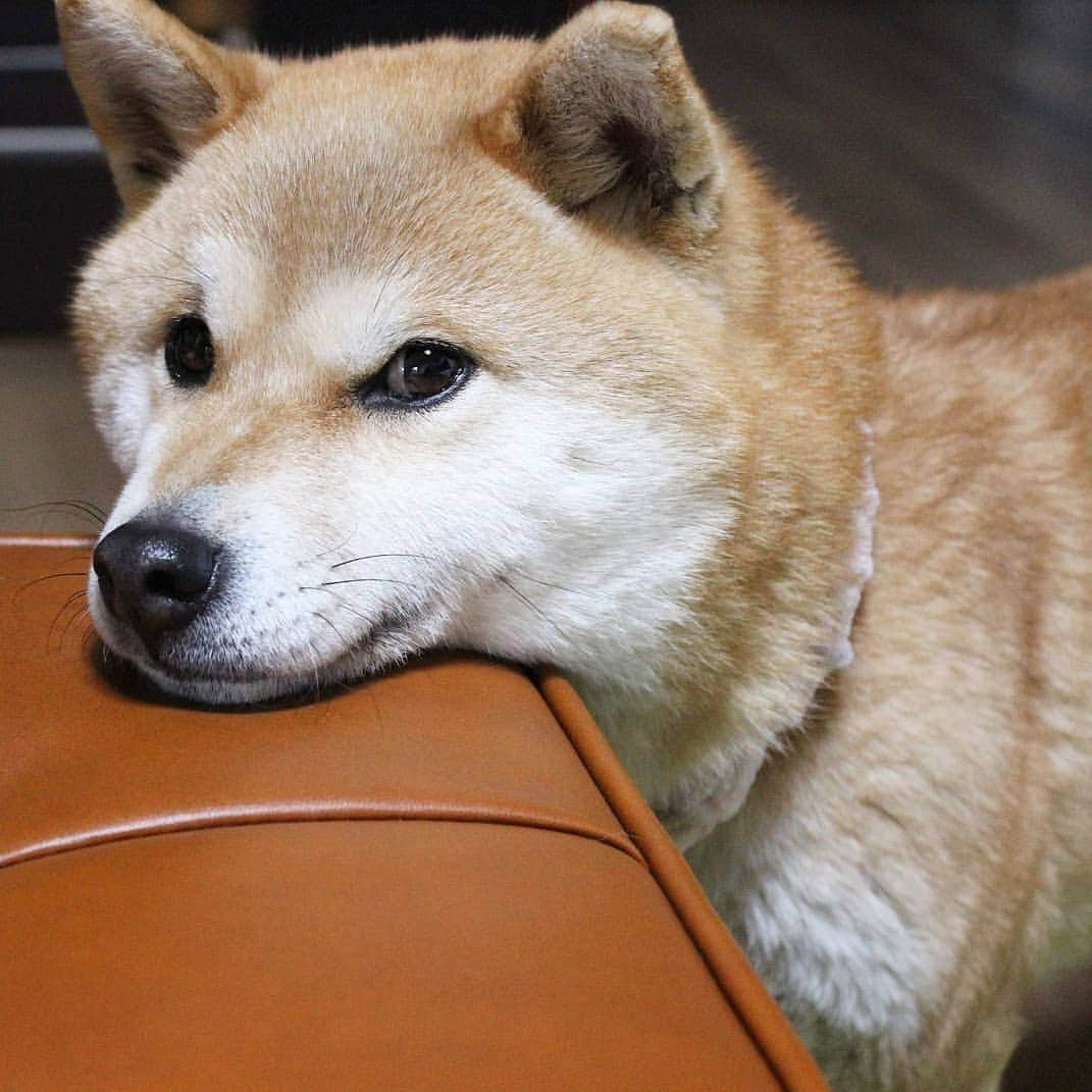 柴犬たま Shibainu Tamaさんのインスタグラム写真 - (柴犬たま Shibainu TamaInstagram)「すぐ楽しようとするや〜つ * Caption trans🇬🇧 Meekeh puts her jaw on the table. * #たま家族 #柴犬ミケ #一眼レフ #一眼レフカメラ #あご乗せ #上目遣い #かなりひし形 #柴犬 #shiba #shibainu #shibastagram #犬 #dog」4月17日 10時28分 - tama7653