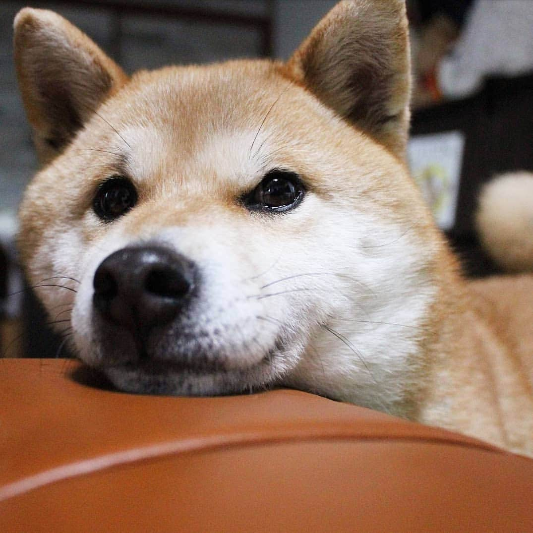 柴犬たま Shibainu Tamaさんのインスタグラム写真 - (柴犬たま Shibainu TamaInstagram)「すぐ楽しようとするや〜つ * Caption trans🇬🇧 Meekeh puts her jaw on the table. * #たま家族 #柴犬ミケ #一眼レフ #一眼レフカメラ #あご乗せ #上目遣い #かなりひし形 #柴犬 #shiba #shibainu #shibastagram #犬 #dog」4月17日 10時28分 - tama7653