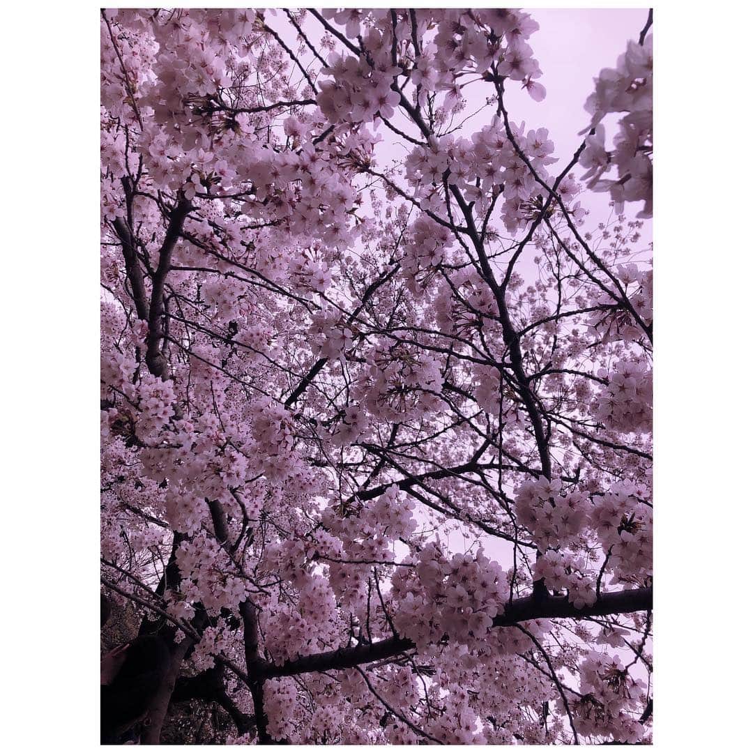 Saoriさんのインスタグラム写真 - (SaoriInstagram)「We can only see Sakura for 2weeks. Beauty is fleeting.」4月17日 10時28分 - saori_fujisaki