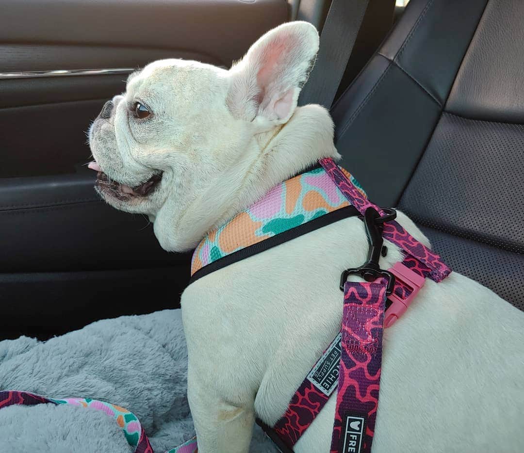 Manny The Frenchieのインスタグラム：「Its snowed on Sunday, today was sunny and warm and we went to the park...I can't keep up! 😄」