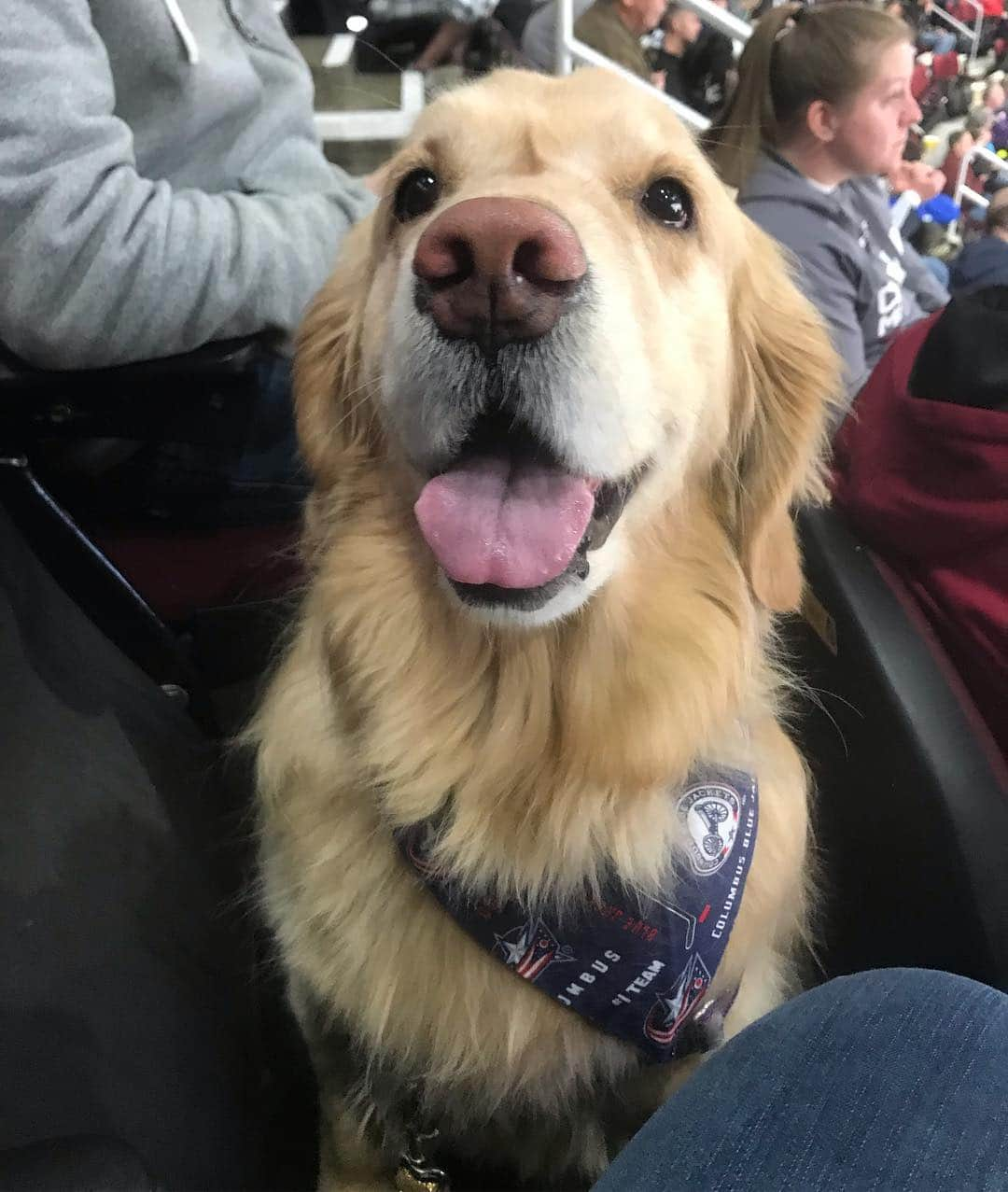 モヒートさんのインスタグラム写真 - (モヒートInstagram)「Heck yes @bluejacketsnhl !!!!! #CBJ 🏒 🧹🧹🧹🧹 ------------------------------- #goldensofig #goldenretriever  #goldenretrieversofinstagram #betterwithpets #dogsofig  #dogsofinstagram #fluffypack #gloriousgoldens #welovegoldens #ilovemydog #goldenlife #bestwoof #ProPlanDog #ilovegolden_retrievers #mydogiscutest #retrieversgram #dogsofcle  #columbusbluejackets」4月17日 10時48分 - mojito_rose_family