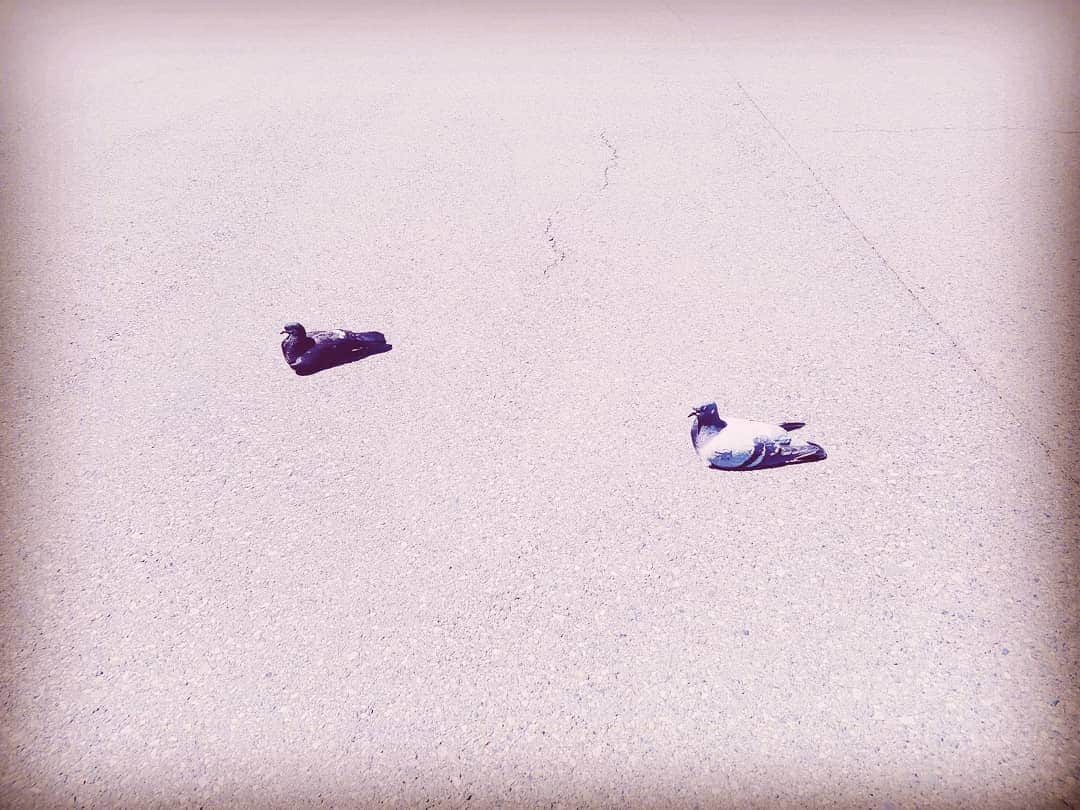 池田香織のインスタグラム：「日向ぼっこで座りこんでるハトってかわいい🐦☀」