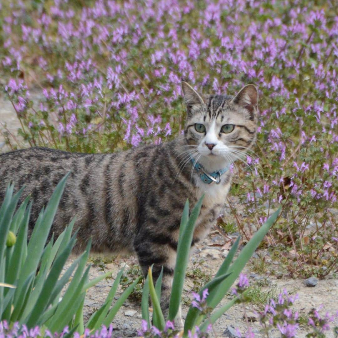 やふさんのインスタグラム写真 - (やふInstagram)「毎日毎日、お庭遊びが楽しくて仕方ない . #cat #neko #catlovers #catsofinstagram #catstagram #instacat #猫 #ねこ #ネコ #保護猫 #新吉」4月17日 11時22分 - kyafy