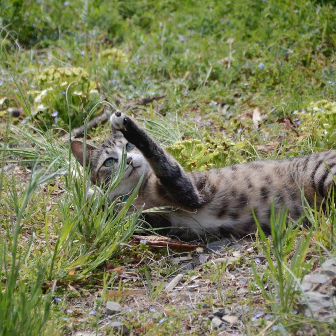 やふさんのインスタグラム写真 - (やふInstagram)「毎日毎日、お庭遊びが楽しくて仕方ない . #cat #neko #catlovers #catsofinstagram #catstagram #instacat #猫 #ねこ #ネコ #保護猫 #新吉」4月17日 11時22分 - kyafy