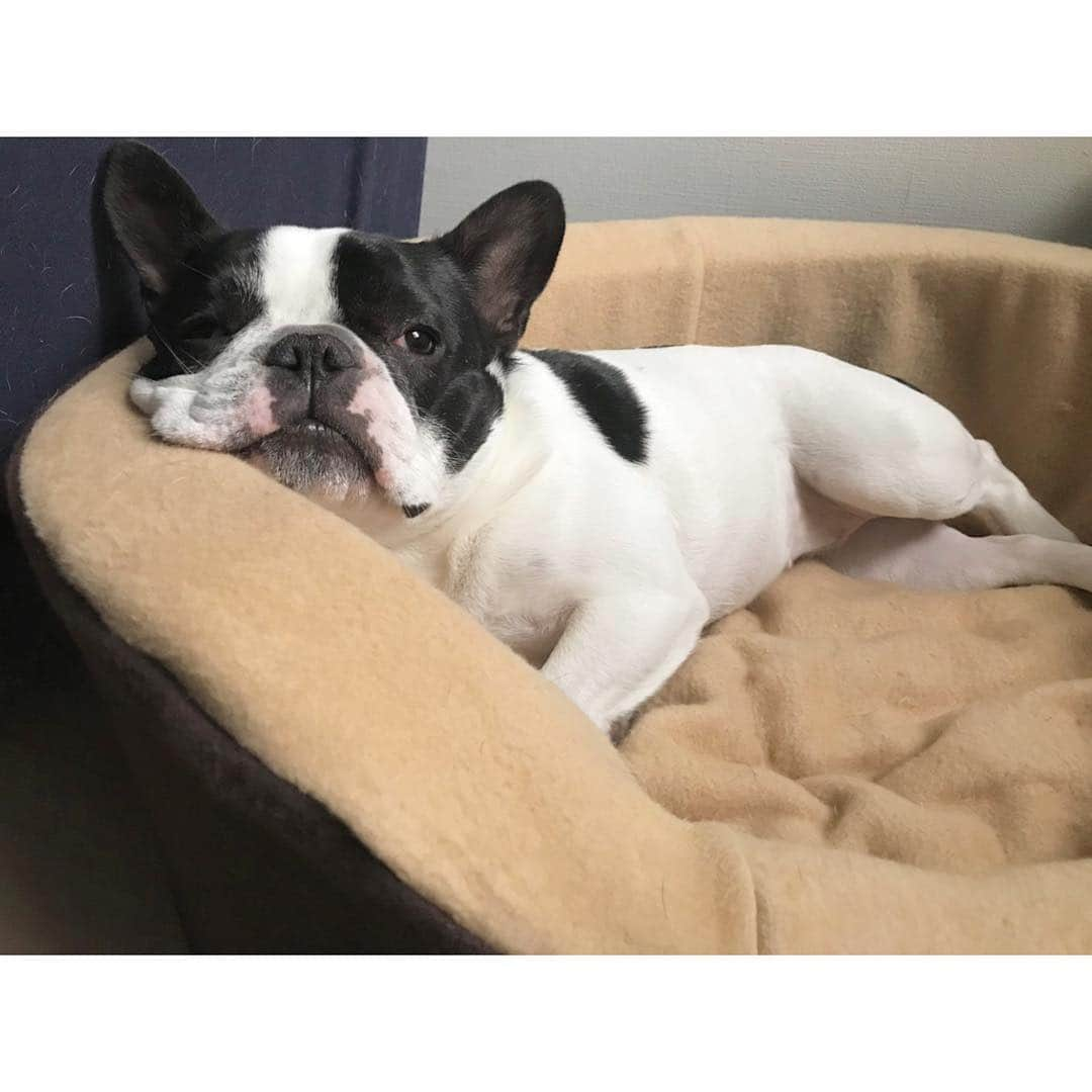 中田奈沙さんのインスタグラム写真 - (中田奈沙Instagram)「I'm bored because I have nothing to do. ブリさんは毎日暇。 * * #frenchbulldog #frenchie #dog #buhi #pet #family #cutie #cute #sweetie #instadog #dogstagram #bored #spring #sleepy #nap #peace #フレンチブルドッグ #フレブル #家族 #ペット #犬 #いぬすたぐらむ #暇 #眠い #ブヒ #犬バカ #犬バカ部 #親バカ #平和 #癒し」4月17日 11時35分 - nasa_nakada