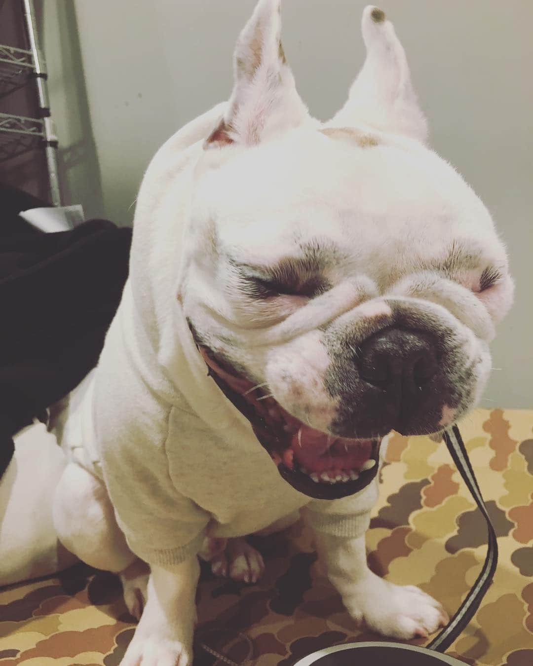 鑑田幸代のインスタグラム：「ふぁ〜 眠い でも雨かい☔️ #frenchbulldog  #frenchbulldogs  #french_bulldogs  #frenchie  #buhi  #顔が！ #でか！ #ハニーパイド #フレブル  #グース #グーちゃん」