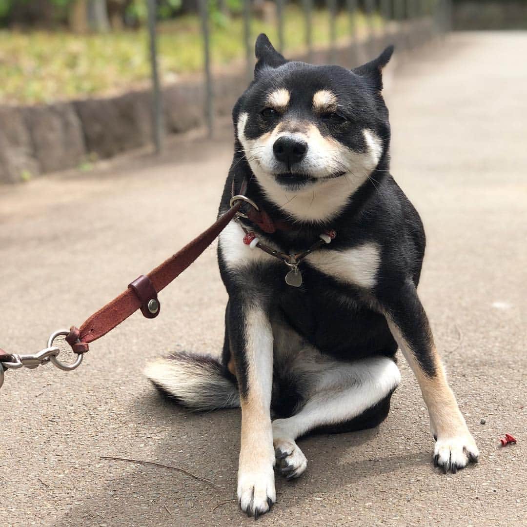 vo_coのインスタグラム：「🐶 かいーの あたし、かいーの！ * 最近、本気掻きとウソ掻きの区別がつきにくくなってきたこたつさんです * #歩きたくない時はフェイク #shibastagram #instashiba #shiba #shibainu #黒柴 #柴犬」