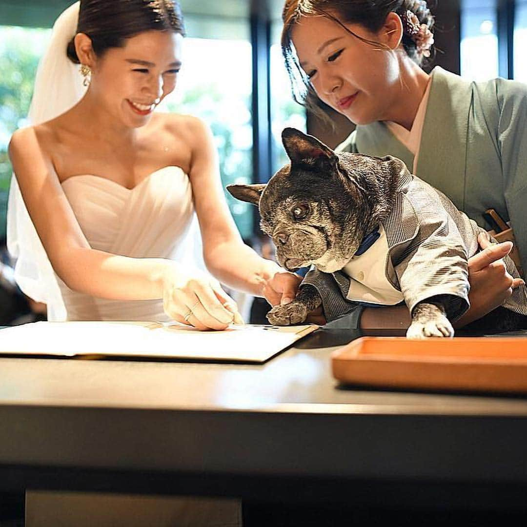 ゼクシィさんのインスタグラム写真 - (ゼクシィInstagram)「【愛犬といっしょが嬉しすぎる演出！】 . ペットのワンちゃんも 披露宴演出に参加された実例をご紹介🐶🌟 . 1,2枚目は @kamupero さま どうしてもワンちゃんと一緒に ケーキ入刀をしたかった新郎新婦✨ 披露宴会場はワンちゃんの立ち入りがNGだったため、 ガーデンでケーキ入刀を実施されたんだとか😯！ ケーキトッパーはワンちゃんを形どって、 中には新郎新婦のお名前が💓 大好きな苺に目が釘付けの ワンちゃんが可愛すぎる😆🍓！！ . 3〜7枚目は @key6117may さま 人前式に参加したワンちゃん🎵 カメラマンに気づいてちゃっかりカメラ目線なところが 可愛すぎませんか😍？！ ぽんっと押された手形も可愛い〜！🐾 . ペット参加の演出を考えられているプレ花嫁さんは ぜひ参考にしてみてくださいね🎵 . +♥+:;;;:+♥+:;;;:+♥+:;;;:+♥+:;;;:+♥+:;;;:+♥ . プロポーズから結婚式まで素敵なお写真募集中！ . ゼクシィ公式アカウントでお写真を紹介してみませんか？ 【#ゼクシィ2019】 を付けて投稿してください📷✨ . +♥+:;;;:+♥+:;;;:+♥+:;;;:+♥+:;;;:+♥+:;;;:+♥ . ▼花嫁さんダウンロード数No.1 ゼクシィアプリはURLから💠 @zexyrecruit . #犬のいる暮らし#いぬすたぐらむ#いぬのきもち#ペットウェディング#ペット婚#dogwedding _ #愛犬と結婚式#ファミリー婚#人前式#ケーキ入刀#ケーキカット#ウェディングケーキデザイン#エブリドッグ#犬スタグラム#全国のプレ花嫁さんと繋がりたい _ #日本中のプレ花嫁さんと繋がりたい#trunkhotel#トランク花嫁#トランクホテル花嫁#trunkhotel花嫁#trunk婚#trunk花嫁#trunkhotelwedding#tg花嫁#コットンハーバークラブ _ #ゼクシィ#ちーむゼクシィ#プロポーズされたらゼクシィ」4月17日 11時52分 - zexyrecruit