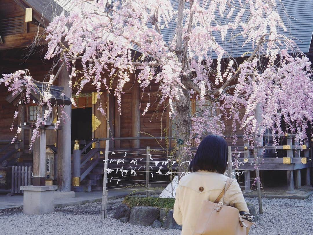 Rediscover Fukushimaさんのインスタグラム写真 - (Rediscover FukushimaInstagram)「Sakura was in full bloom at Kaiseizan Park (Koriyama City) when we went to take photos yesterday!」4月17日 12時00分 - rediscoverfukushima