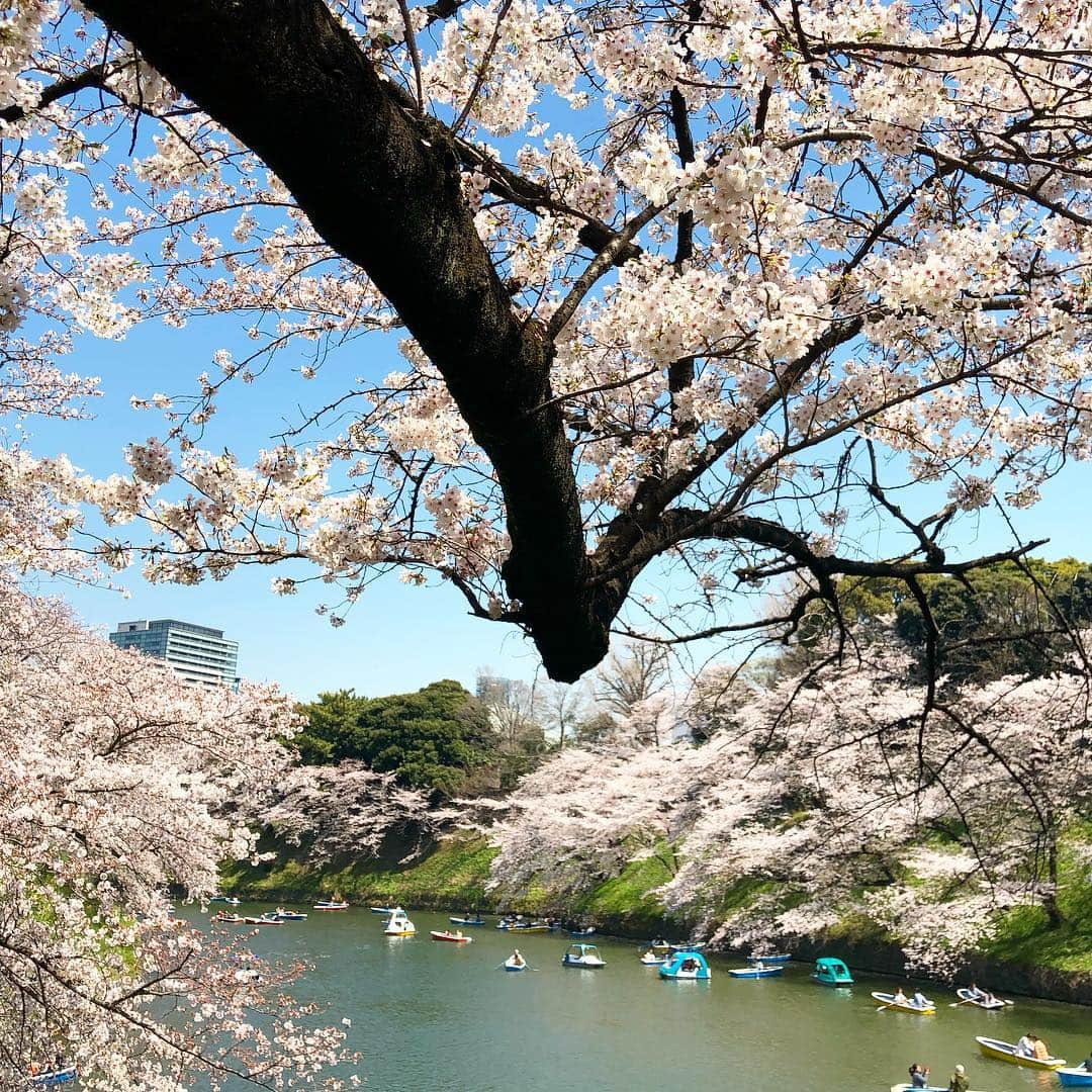 遊海 Yuumiさんのインスタグラム写真 - (遊海 YuumiInstagram)「My best sakura 2019 ❤️🌸❤️ #visitjapan #japan #spring #sakura #beatiful #pink #tokyo #tokyosakura #beautiful #桜 #東京」4月17日 11時58分 - yuumi_kato