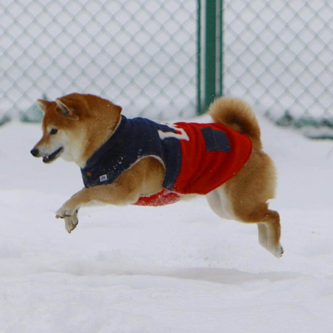 マロたんさんのインスタグラム写真 - (マロたんInstagram)「I can fly in the air.  赤青えんぴつ✏️ #shiba #shibainu #わんわんパラダイス #飛行犬 #高山わんわんパラダイス」4月17日 21時36分 - minapple