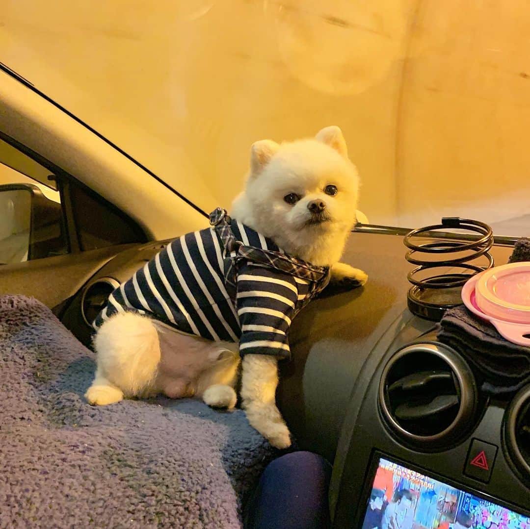 のインスタグラム：「ここで一句やっほい☝🏻🐶❣️ 『 春の夜  さちもすのたり  のたりかな 』🖌🐶✨ #ここで一句 #春の夜にゆっくりドライブしながら聴くサチモスはいい #サチモス #季語 #さちもす #オールシーズン #ポ謝蕪村 #ポメリズム #ポメラニアン #白ポメ #pomeranian」