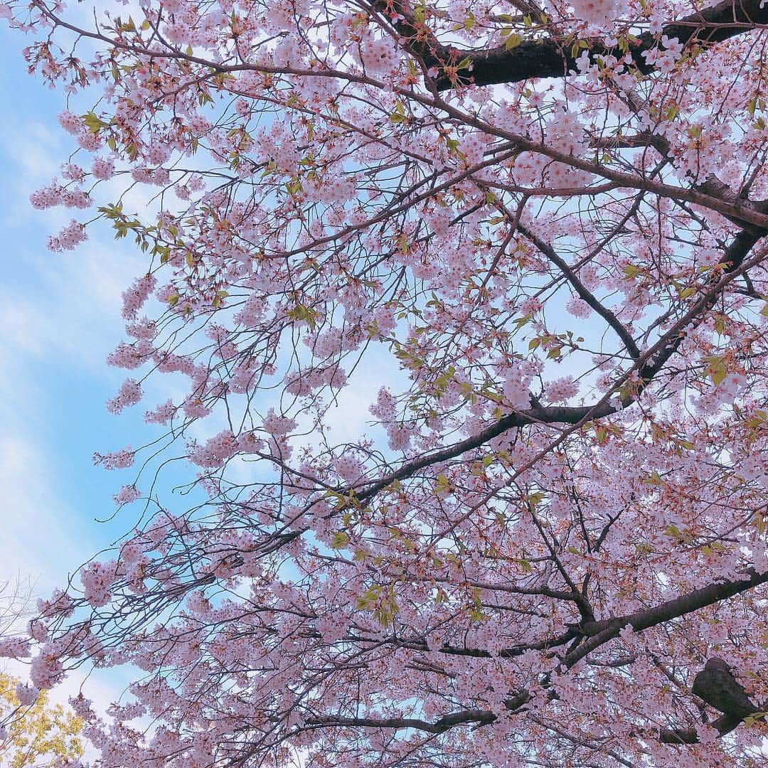 ももなさんのインスタグラム写真 - (ももなInstagram)「🌸」4月17日 21時46分 - momoonaaa