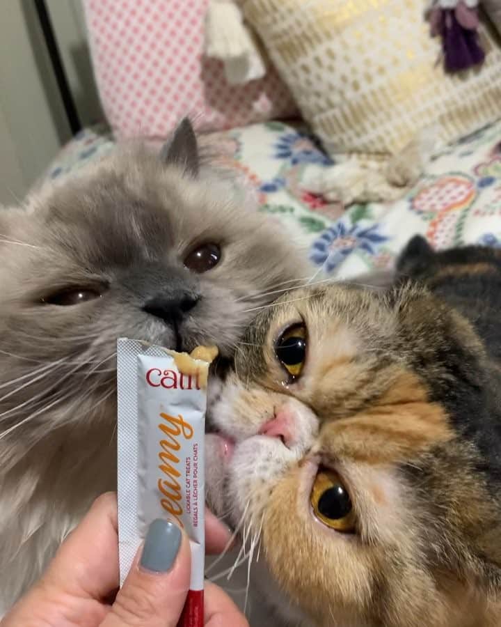 Tinaのインスタグラム：「Forcing these two to be friends again by making them share a treat. 😋 Yes, as of yesterday Wheezy was still angry about George’s haircut.」